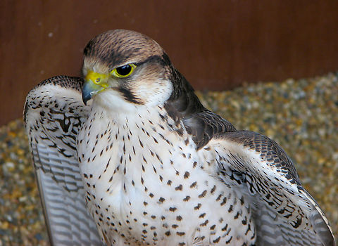 Lanner falcon - Falco biarmicus Pairi Daiza, June 2008. Belgium,Falco biarmicus,Geotagged,Lanner falcon,Spring