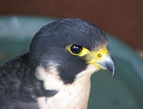 Eurasian hobby - Falco subbuteo Pairi Daiza, June 2008. Belgium,Eurasian hobby,Falco subbuteo,Geotagged,Spring