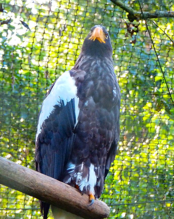 Stellers sea eagle - Haliaeetus pelagicus Pairi Daiza, Aug 2014. Belgium,Geotagged,Haliaeetus pelagicus,Stellers sea eagle,Summer