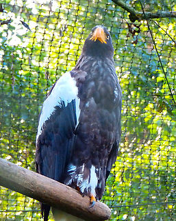 Stellers sea eagle - Haliaeetus pelagicus Pairi Daiza, Aug 2014. Belgium,Geotagged,Haliaeetus pelagicus,Stellers sea eagle,Summer