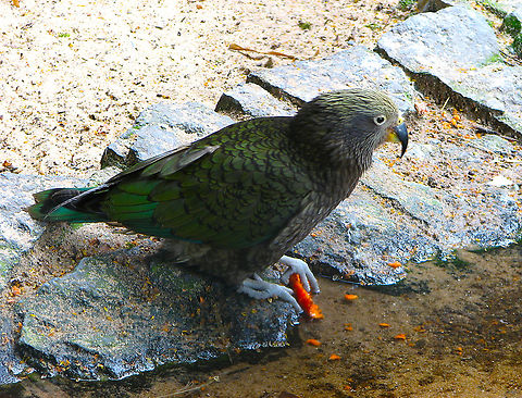 Kea - Nestor notabilis Pairi Daiza, June 2008.  Belgium,Geotagged,Kea,Nestor notabilis,Spring