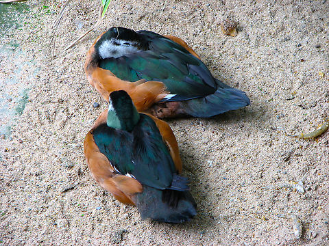 African pygmy goose - Nettapus auritus, females Pairi daiza, June 2008.
Gorgeous male is here:
https://www.jungledragon.com/image/127007/african_pygmy_goose_-_nettapus_auritus.html
Interesting facts: these ducks are alike the Egyptian Goose in the sense that they can perch on tree branches and also nest in high places. Apparently their nest is one of the most elaborate within the ducks world. African pygmy goose,Belgium,Geotagged,Nettapus auritus,Spring