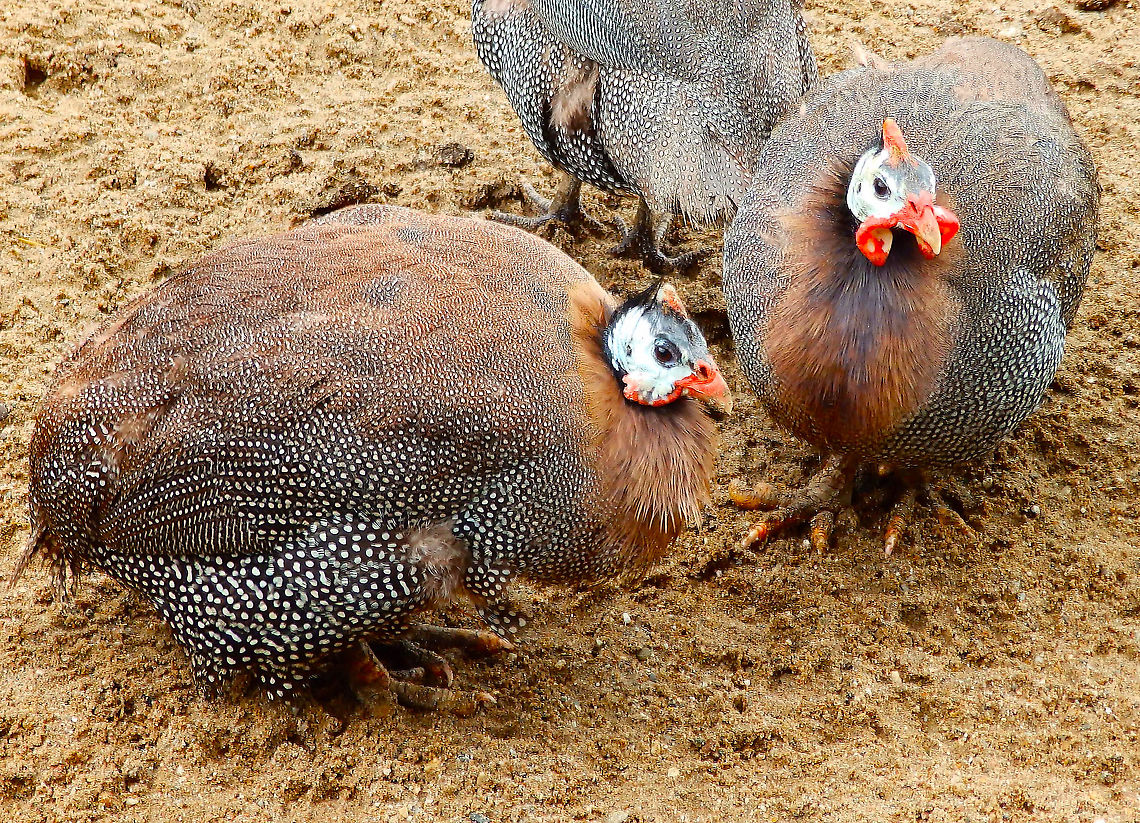 Helmeted Guineafowl - Numida_meleagris Pairi Daiza, Aug 2014.<br />
Interesting fact: they are not only appreciated for their tasty meat but they are also good watchdog pets as they gabble loudly at the least alarm (so they rival geese for this job, I guess :-) Belgium,Geotagged,Helmeted Guineafowl,Numida meleagris,Summer