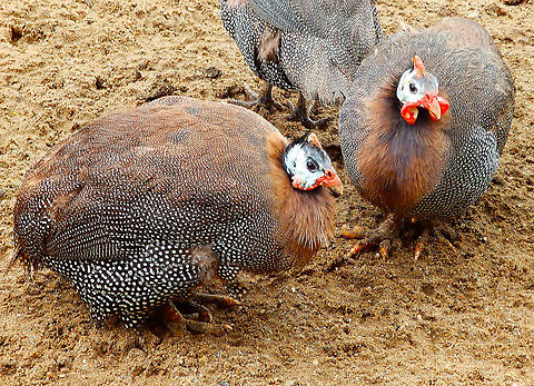 Helmeted Guineafowl - Numida_meleagris Pairi Daiza, Aug 2014.
Interesting fact: they are not only appreciated for their tasty meat but they are also good watchdog pets as they gabble loudly at the least alarm (so they rival geese for this job, I guess :-) Belgium,Geotagged,Helmeted Guineafowl,Numida meleagris,Summer
