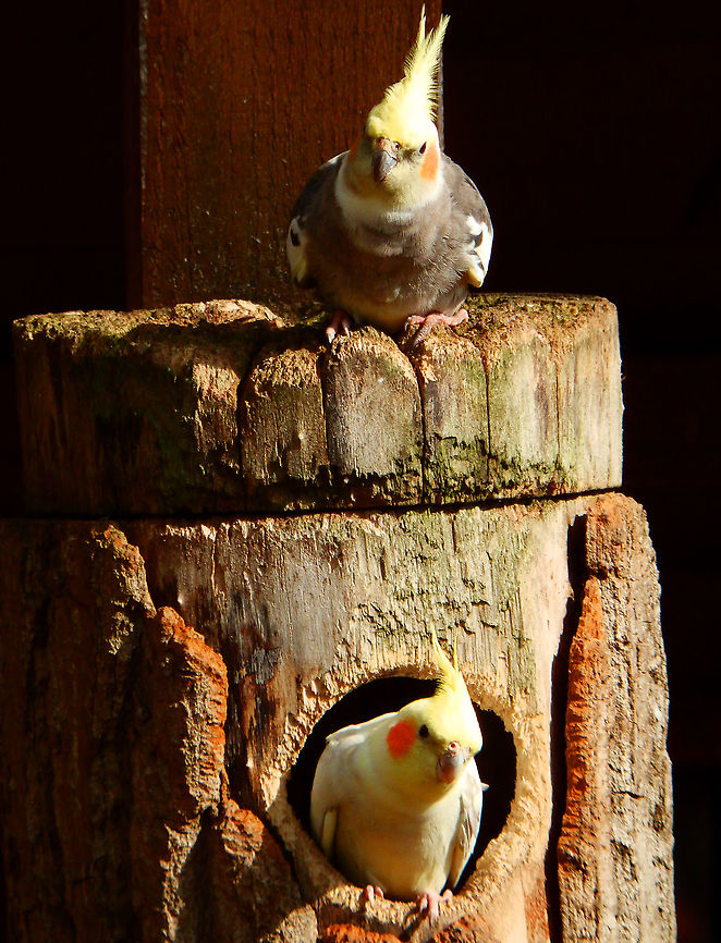 Cockatiel - Nymphicus hollandicus Pairi Daiza, Aug 2014.<br />
Interesting Fact:<br />
The cheek patches are not just there to make the bird prettier. These feathers in fact serve to protect the bird's eyes as theycut down on turbulence during flight. Belgium,Cockatiel,Geotagged,Nymphicus hollandicus,Summer
