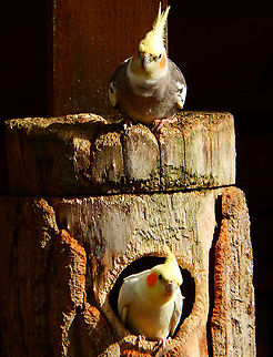 Cockatiel - Nymphicus hollandicus Pairi Daiza, Aug 2014.
Interesting Fact:
The cheek patches are not just there to make the bird prettier. These feathers in fact serve to protect the bird's eyes as theycut down on turbulence during flight. Belgium,Cockatiel,Geotagged,Nymphicus hollandicus,Summer