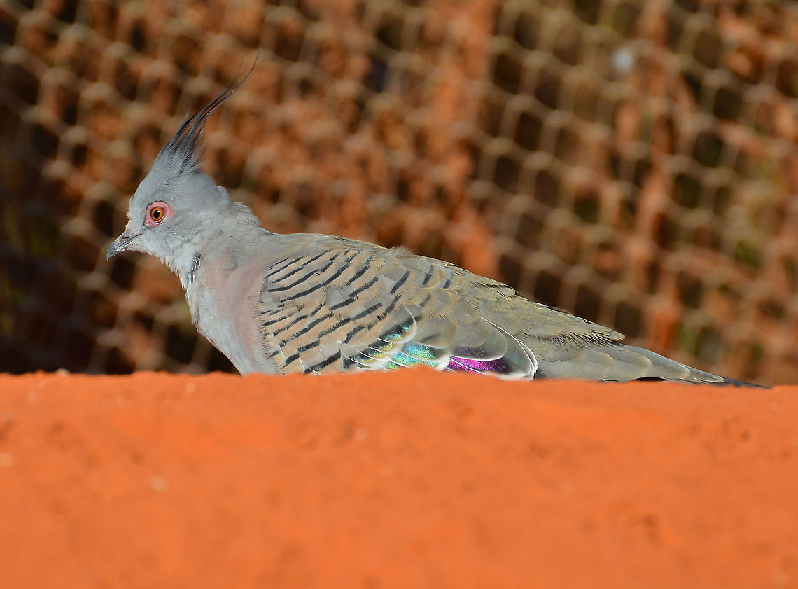 Crested pigeon - Ocyphaps lophotes Pairi Daiza, Sep 2016.<br />
Interesting Fact:<br />
Crested pigeon characterize by making a rapid trilling, whistling sound. In fact the bird produces this sound while in flight and the modified primary feathers contribute to this sound mechanism. The sound serves to to alert the flock of potential threats. Belgium,Crested pigeon,Geotagged,Ocyphaps lophotes,Summer