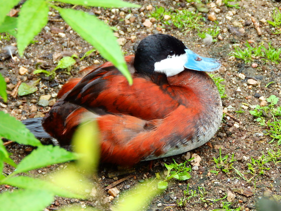 Ruddy duck - Oxyura jamaicensis Pairi Daiza, Aug 2014.<br />
Interesting fact: <br />
Relative to body size of the female they lay the largest eggs of all duck species, and this is thought to be meant to maximize survival of the already large youngs which are, as most ducks, nidifugous. Belgium,Geotagged,Oxyura jamaicensis,Ruddy duck,Summer