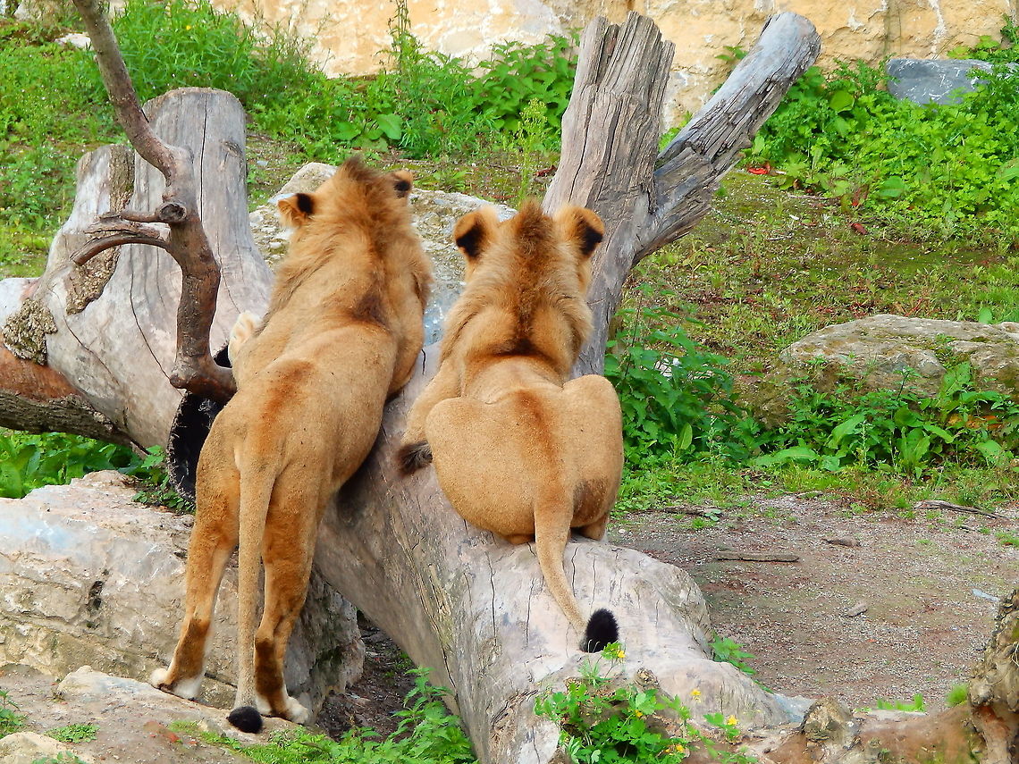 Lion - Panthera leo A bit of an unusual view of lions :-D<br />
Seen in Pairi Daiza, Aug 2014. Belgium,Geotagged,Lion,Panthera leo,Summer
