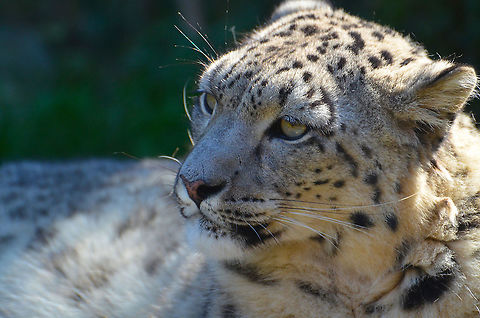 Snow leopard - Panthera uncia Pairi Daiza, Sep 2016. Belgium,Geotagged,Panthera Uncia,Snow leopard,Summer