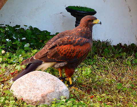 Harris's hawk - Parabuteo unicinctus Pairi Daiza, Aug 2014. Belgium,Geotagged,Harris's hawk,Parabuteo unicinctus,Summer