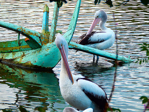 Australian Pelican - Pelecanus conspicillatus Pairi Daiza, Aug 2014. Australian Pelican,Belgium,Geotagged,Pelecanus conspicillatus,Summer