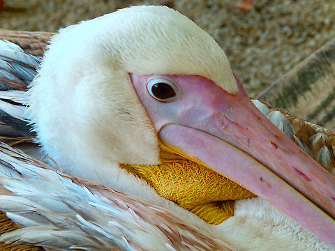 Great white pelican - Pelecanus onocrotalus Pairi Daiza, Aug 2014.
It was nicely sitting next to a person but I did not want to add that pic for the person's privacy (it was just hilarious to watch :-D) Belgium,Geotagged,Great white pelican,Pelecanus onocrotalus,Summer