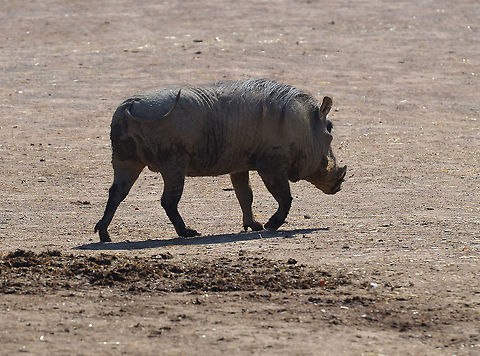 Common warthog - Phacochoerus africanus Pairi Daiza, Sep 2016. Belgium,Common warthog,Geotagged,Phacochoerus africanus,Summer