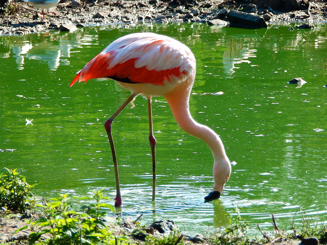 Chilean flamingo - Phoenicopterus chilensis Pairi Daiza, Aug 2014. Belgium,Chilean flamingo,Geotagged,Phoenicopterus chilensis,Summer