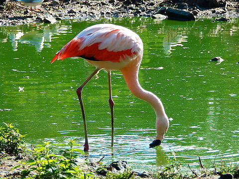 Chilean flamingo - Phoenicopterus chilensis Pairi Daiza, Aug 2014. Belgium,Chilean flamingo,Geotagged,Phoenicopterus chilensis,Summer