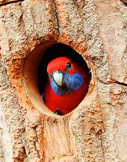 Crimson rosella - Platycercus elegans Pairi Daiza, Aug 2014. Belgium,Crimson rosella,Geotagged,Platycercus elegans,Summer
