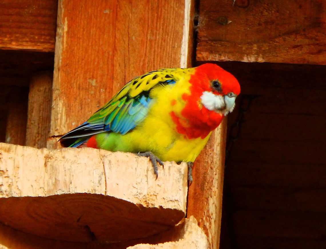 Eastern rosella - Platycercus eximius Pairi Daiza, Aug 2014. Belgium,Eastern rosella,Geotagged,Platycercus eximius,Summer