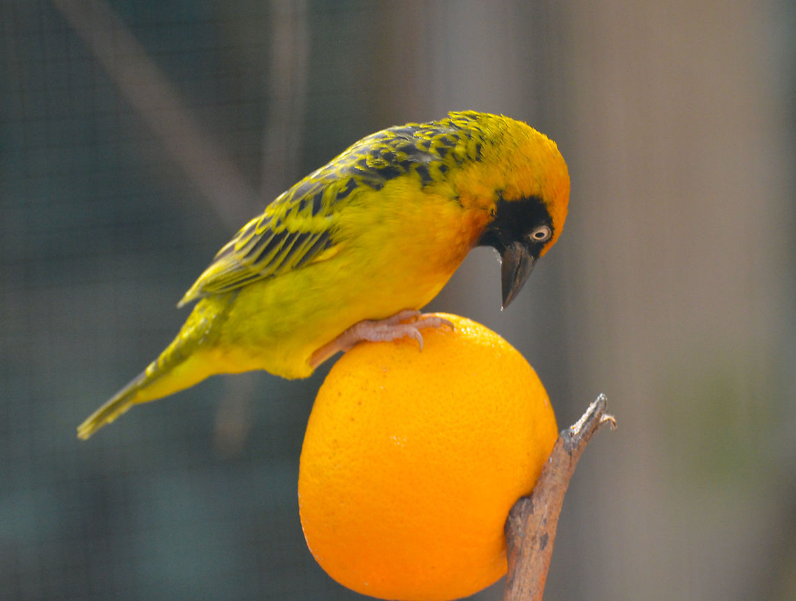 Spekes weaver - Ploceus spekei, male Pairi Daiza, Sep 2016.<br />
Female:<br />
<figure class="photo"><a href="https://www.jungledragon.com/image/127072/spekes_weaver_-_ploceus_spekei_female.html" title="Spekes weaver - Ploceus spekei, female"><img src="https://s3.amazonaws.com/media.jungledragon.com/images/2298/127072_thumb.JPG?AWSAccessKeyId=05GMT0V3GWVNE7GGM1R2&Expires=1759968010&Signature=NOtS19vsf1hPst2%2BDZl3LI4QzHA%3D" width="200" height="154" alt="Spekes weaver - Ploceus spekei, female Pairi Daiza, Sep 2016.<br />
Male: <br />
https://www.jungledragon.com/image/127071/spekes_weaver_-_ploceus_speke_male.html Belgium,Geotagged,Ploceus spekei,Spekes weaver,Summer" /></a></figure> Belgium,Geotagged,Ploceus spekei,Spekes weaver,Summer