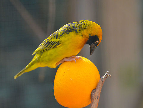 Spekes weaver - Ploceus spekei, male Pairi Daiza, Sep 2016.
Female:
https://www.jungledragon.com/image/127072/spekes_weaver_-_ploceus_spekei_female.html Belgium,Geotagged,Ploceus spekei,Spekes weaver,Summer