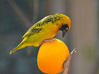 Spekes weaver - Ploceus spekei, male Pairi Daiza, Sep 2016.<br />
Female:<br />
https://www.jungledragon.com/image/127072/spekes_weaver_-_ploceus_spekei_female.html Belgium,Geotagged,Ploceus spekei,Spekes weaver,Summer