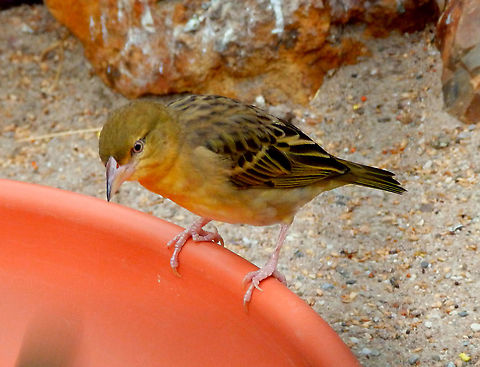 Spekes weaver - Ploceus spekei, female Pairi Daiza, Sep 2016.
Male: 
https://www.jungledragon.com/image/127071/spekes_weaver_-_ploceus_speke_male.html Belgium,Geotagged,Ploceus spekei,Spekes weaver,Summer