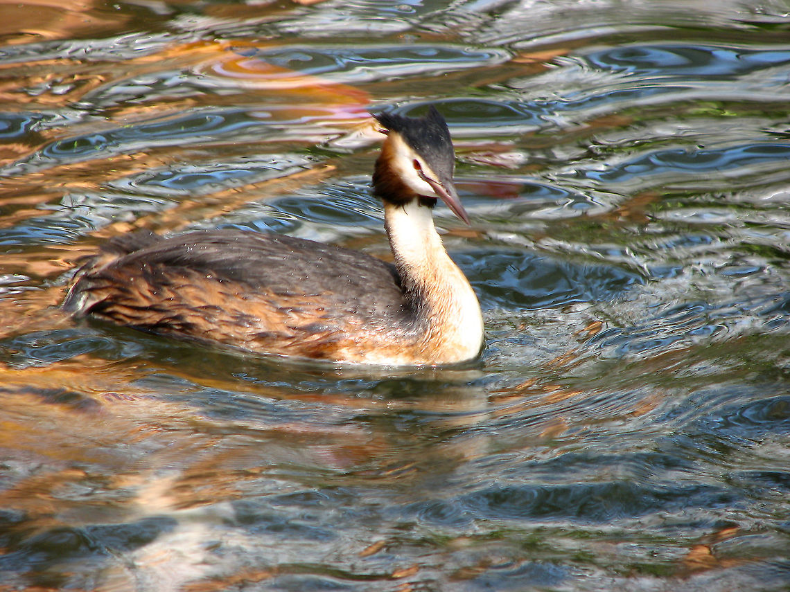 Great Crested Grebe - Podiceps cristatus Pairi Daiza, Aug 2009.<br />
Listed as park species but also found in the wild all over Belgium.  Belgium,Geotagged,Great Crested Grebe,Podiceps cristatus,Summer