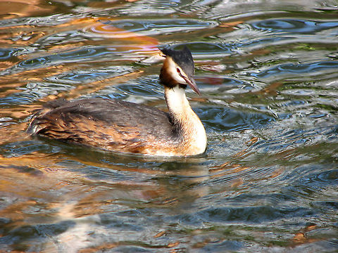 Great Crested Grebe - Podiceps cristatus Pairi Daiza, Aug 2009.
Listed as park species but also found in the wild all over Belgium.  Belgium,Geotagged,Great Crested Grebe,Podiceps cristatus,Summer