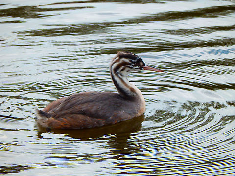 Great Crested Grebe - Podiceps cristatus (juvenile) Pairi Daiza, Aug 2014. 

These babies are the noisiest of any lake/pond in Belgium. You can hear their cheerful call at quite a distance. I guess this is an adaptation for the parents to locate stranded babies but I always wonder on the effect this may have to also atract predators... Belgium,Geotagged,Great Crested Grebe,Podiceps cristatus,Summer