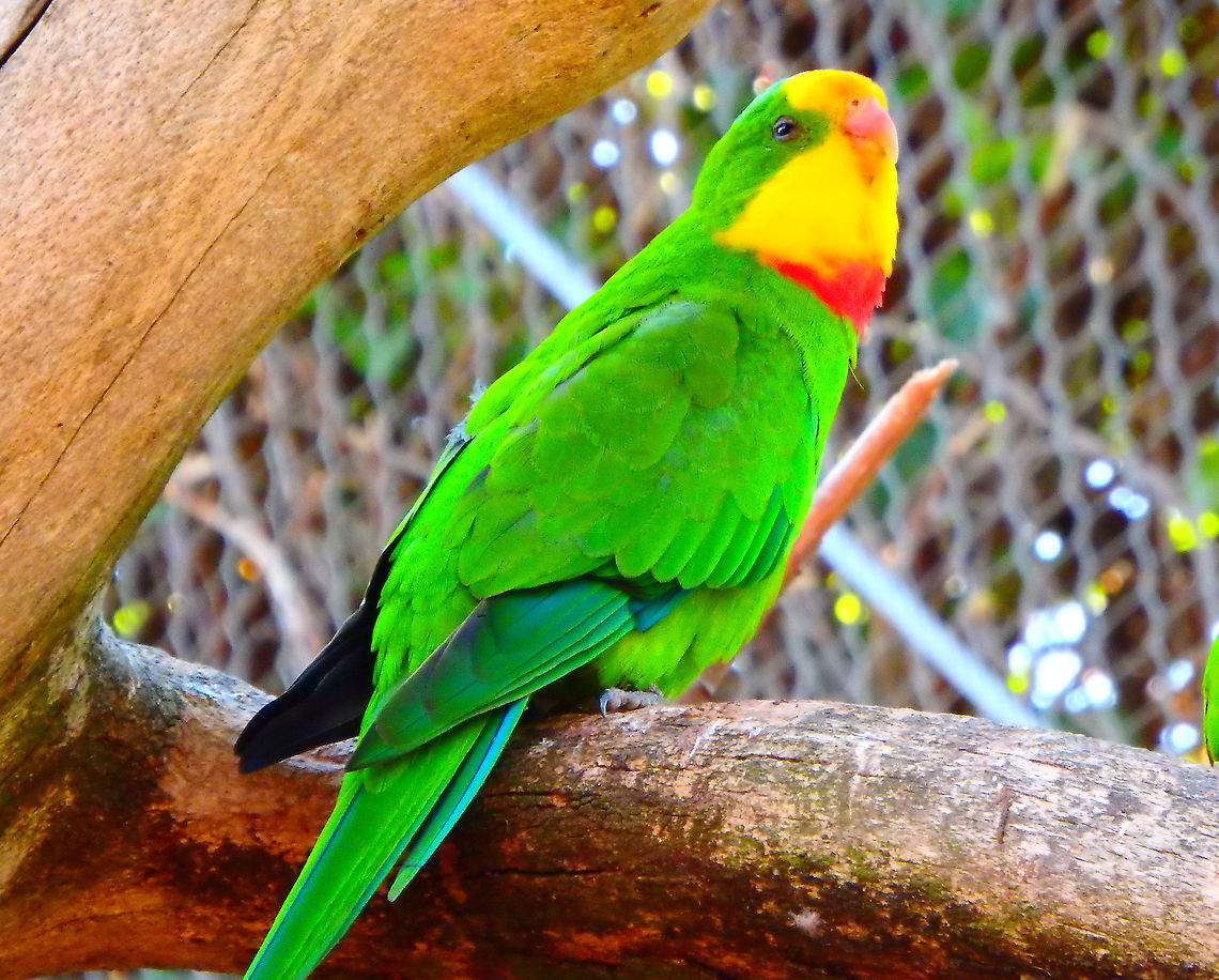 Superb parrot - Polytelis swainsonii, male Pairi Daiza, Sep 2016.<br />
Female:<br />
<figure class="photo"><a href="https://www.jungledragon.com/image/127077/superb_parrot_-_polytelis_swainsonii_female.html" title="Superb parrot - Polytelis swainsonii, female"><img src="https://s3.amazonaws.com/media.jungledragon.com/images/2298/127077_thumb.JPG?AWSAccessKeyId=05GMT0V3GWVNE7GGM1R2&Expires=1759968010&Signature=cZ2XJbMgCa0X9FoCJbZaVPYC0s8%3D" width="200" height="150" alt="Superb parrot - Polytelis swainsonii, female Pairi Daiza, Sep 2016.<br />
Male:<br />
https://www.jungledragon.com/image/127075/superb_parrot_-_polytelis_swainsonii_male.html Belgium,Geotagged,Polytelis swainsonii,Summer,Superb parrot" /></a></figure> Belgium,Geotagged,Polytelis swainsonii,Summer,Superb parrot