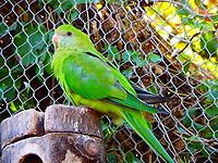 Superb parrot - Polytelis swainsonii, female Pairi Daiza, Sep 2016.<br />
Male:<br />
https://www.jungledragon.com/image/127075/superb_parrot_-_polytelis_swainsonii_male.html Belgium,Geotagged,Polytelis swainsonii,Summer,Superb parrot