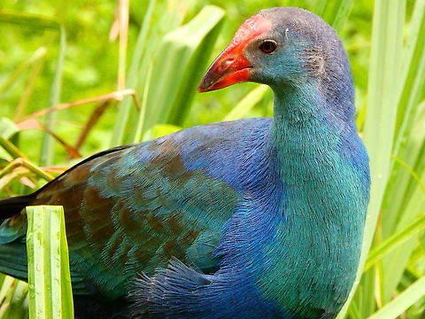 Western swamphen - Porphyrio porphyrio Pairi Daiza, Aug 2014.  Belgium,Geotagged,Porphyrio porphyrio,Summer,Western swamphen