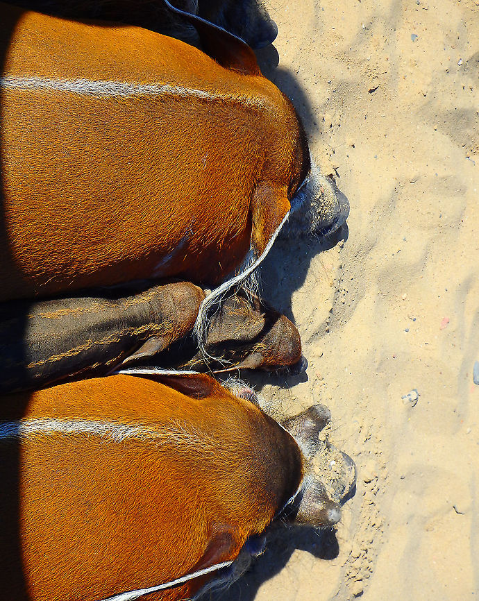 Red river hog - Potamochoerus porcus Pairi Daiza, Sep 2016. Belgium,Geotagged,Potamochoerus porcus,Red river hog,Summer