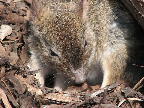Rufous rat-kangaroo - Aepyprymnus rufescens Pairi Daiza, June 2008. Aepyprymnus rufescens,Rufous rat-kangaroo
