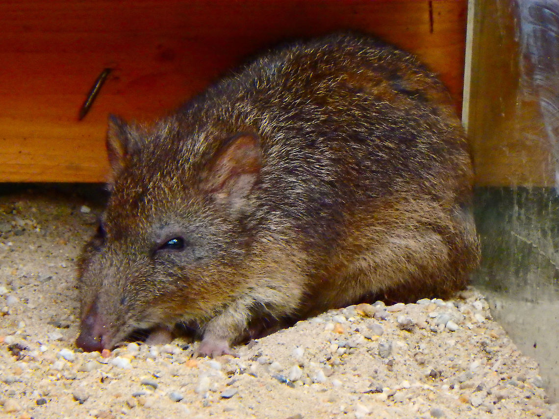Long-nosed potoroo - Potorous tridactylus Pairi Daiza, Sep 2016. Belgium,Geotagged,Long-nosed potoroo,Potorous tridactylus,Summer