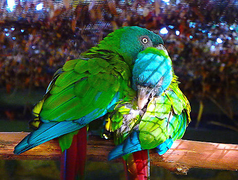 Blue-headed macaw - Primolius couloni Pairi Daiza, Sep 2016.  Belgium,Blue-headed macaw,Geotagged,Primolius couloni,Summer