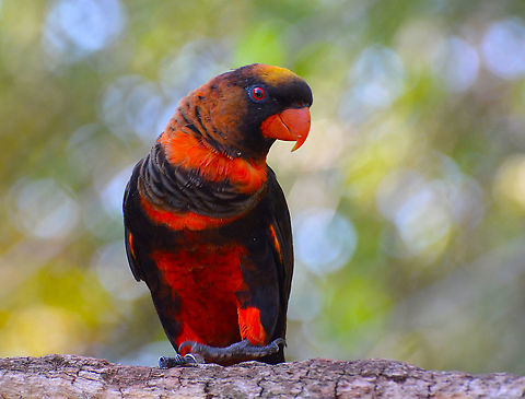 Dusky Lory - Pseudeos fuscata Pairi Daiza, Sep 2016.  Belgium,Dusky Lory,Geotagged,Pseudeos fuscata,Summer