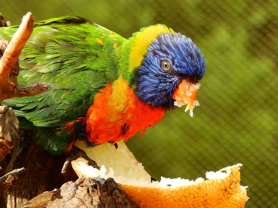 Rainbow lorikeet - Trichoglossus haematodus Pairi Daiza, Aug 2014.  Belgium,Geotagged,Rainbow lorikeet,Summer,Trichoglossus moluccanus