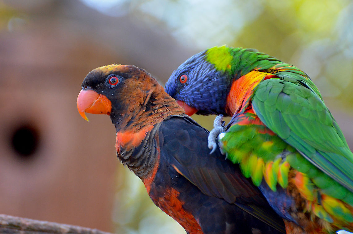 Interspecies Love - Pseudeos fuscata female and Trichoglossus moluccanus male Pairi Daiza, Sep 2016. <br />
This was a very interesting sighting as these two were very much a couple when I saw them, they were mating and courting the whole time. I wonder if the two species are close enough to produce hybrid offsrping, I have to check.<br />
 Belgium,Coconut Lorikeet,Dusky Lory,Geotagged,Pseudeos fuscata,Summer,Trichoglossus moluccanus