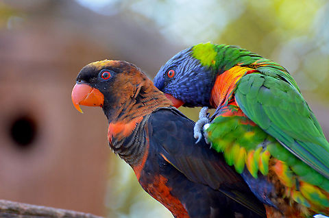Interspecies Love - Pseudeos fuscata female and Trichoglossus moluccanus male Pairi Daiza, Sep 2016. 
This was a very interesting sighting as these two were very much a couple when I saw them, they were mating and courting the whole time. I wonder if the two species are close enough to produce hybrid offsrping, I have to check.
 Belgium,Coconut Lorikeet,Dusky Lory,Geotagged,Pseudeos fuscata,Summer,Trichoglossus moluccanus
