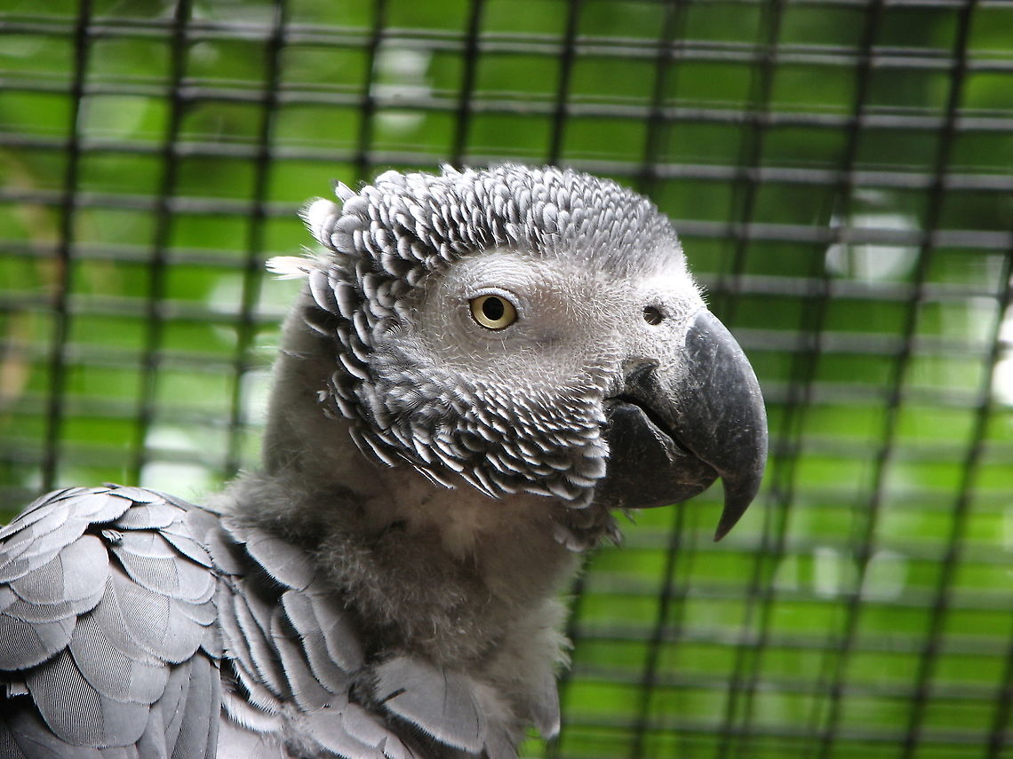 African Grey Parrot - Psittacus erithacus (young) Pairi Daiza, June 2008. African Grey Parrot,Belgium,Geotagged,Psittacus erithacus,Spring