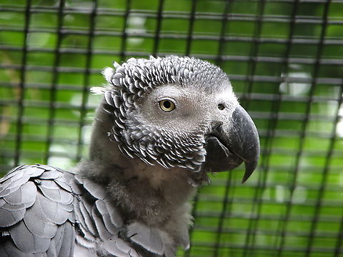 African Grey Parrot - Psittacus erithacus (young) Pairi Daiza, June 2008. African Grey Parrot,Belgium,Geotagged,Psittacus erithacus,Spring
