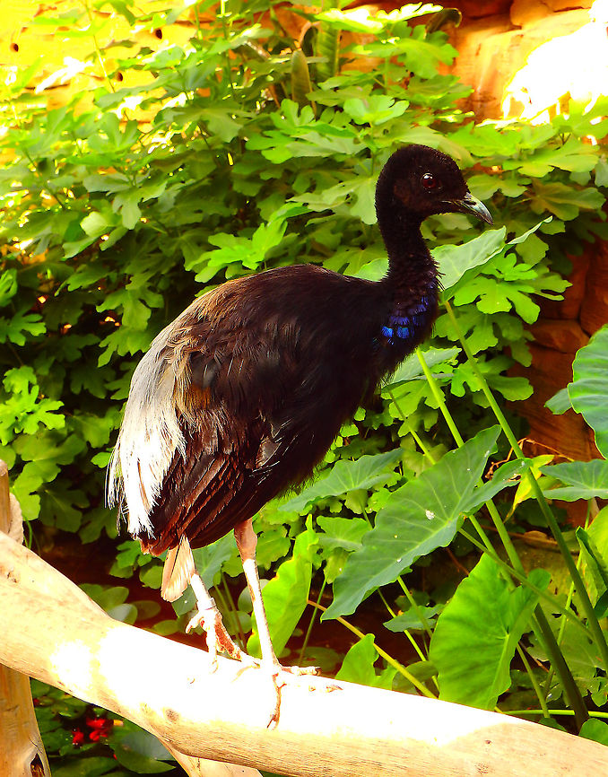 Grey-winged trumpeter - Psophia crepitans Pairi Daiza, Sep 2016. Belgium,Geotagged,Grey-winged trumpeter,Psophia crepitans,Summer