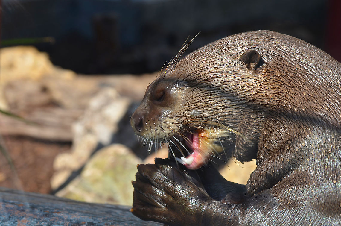 Giant otter - Pteronura brasiliensis Pairi Daiza, Sep 2016. Belgium,Geotagged,Giant otter,Pteronura brasiliensis,Summer