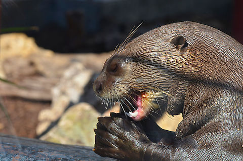 Giant otter - Pteronura brasiliensis Pairi Daiza, Sep 2016. Belgium,Geotagged,Giant otter,Pteronura brasiliensis,Summer