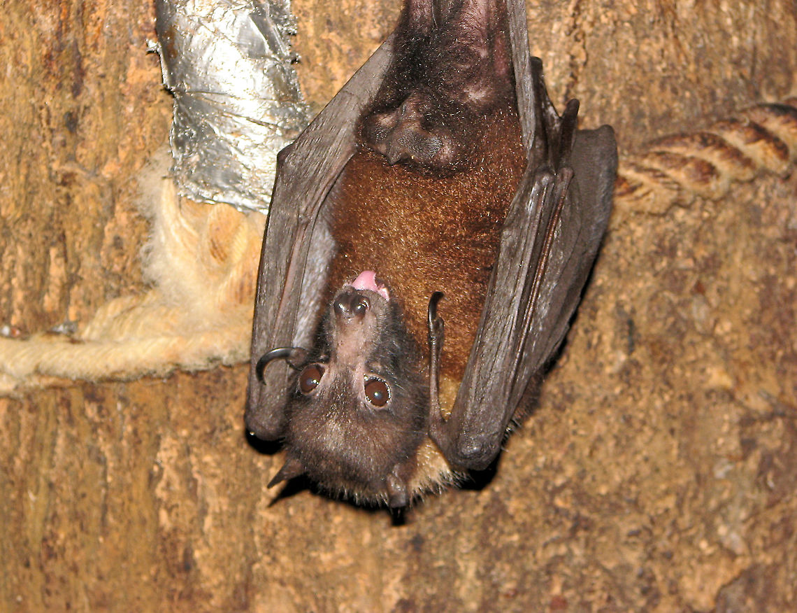 Indian flying fox - Pteropus giganteus Pairi Daiza, Aug 2009. Belgium,Geotagged,Indian flying fox,Pteropus giganteus,Summer