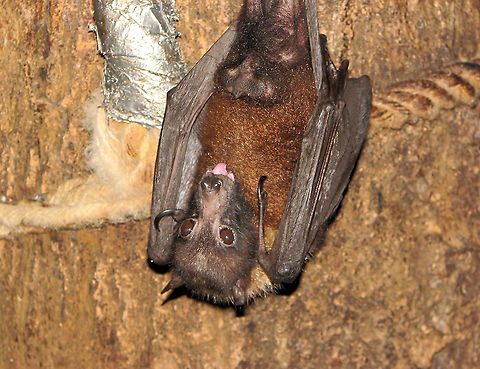 Indian flying fox - Pteropus giganteus Pairi Daiza, Aug 2009. Belgium,Geotagged,Indian flying fox,Pteropus giganteus,Summer