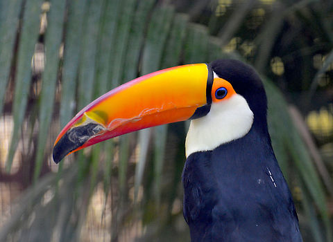 Toco toucan - Ramphastos toco Pairi Daiza, Sep 2016. Belgium,Geotagged,Ramphastos toco,Summer,Toco toucan