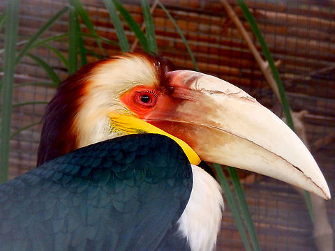 Wreathed hornbill - Rhyticeros undulatus Pairi Daiza, Aug 2014.  Belgium,Geotagged,Rhyticeros undulatus,Summer,Wreathed hornbill