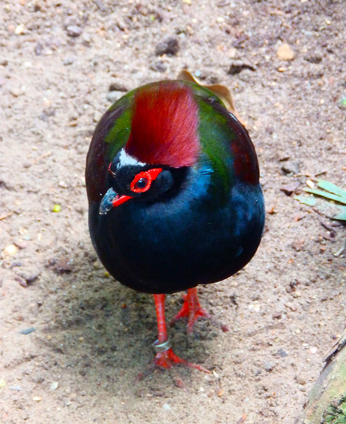 Crested Partridge - Rollulus rouloul Pairi Daiza, Aug 2014.  Belgium,Crested Partridge,Geotagged,Rollulus rouloul,Summer